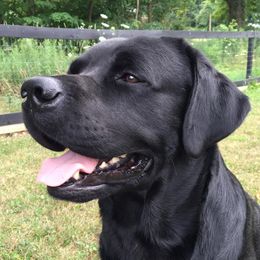 Labrador Retrievers from Wanna Stay