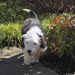 Todd - Gray and white male Old English Sheepdog puppy in Sutherlin, Oregon from Sapphire Eyes Sheepdogs