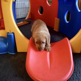 Labrador Retriever Puppies from TNT Elite Labradors