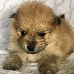 Pomeranian and Pomsky Puppies from Blueberry Poms and Pomskies