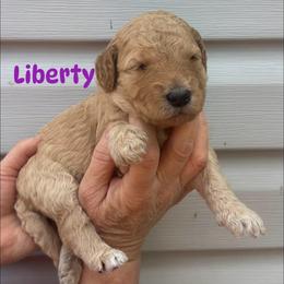 Liberty - Apricot female Goldendoodle puppy in Prosperity, Pennsylvania from Stelladoodles & Company