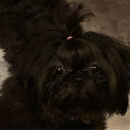 Raven - Shih Tzu