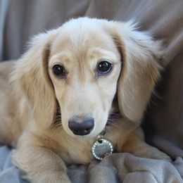 Emmy - Dachshund
