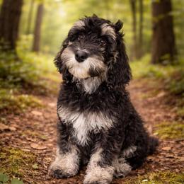 Comet - Tri-color male Bernedoodle puppy in Lookout, California from Remington Kennels, LLC