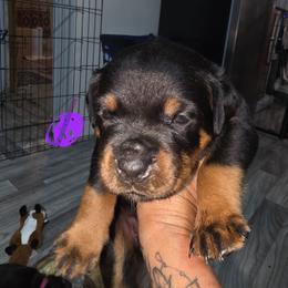 Purple, girl - Black and mahogany female Rottweiler puppy in Greenville, Georgia from Rottbies