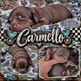 Carmello- on hold for 2 weeks - Chocolate and tan female Dachshund puppy in Duncan, Arizona from Bootheel Doxies & Poms