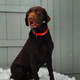 Labrador Retriever All Grown Up from Lone Star Texas Retrievers