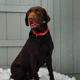 Labrador Retriever All Grown Up from Lone Star Texas Retrievers
