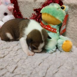 Basenji Puppies from AFRICAN TREASURES