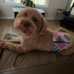 Timmy - Poodle