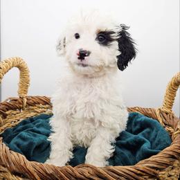 Frodo - Black and white male Bernedoodle puppy in Granton, Wisconsin from Rose River Farms