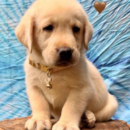 Alaska - Yellow male Labrador Retriever puppy in Marietta, South Carolina from Trust in the Lord Labradors