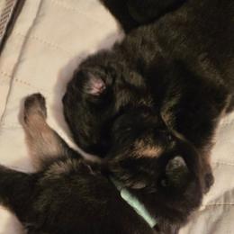 Boy 3 - Black and tan male German Shepherd puppy in Grimesland, North Carolina from Von Stancill German Shepherds