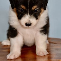Florida - Black tri-color female Australian Shepherd puppy in Hamilton, New Jersey from Birch Haus