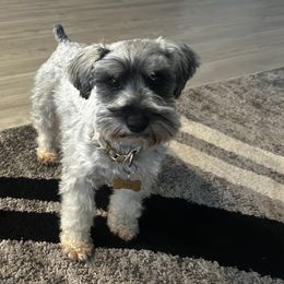 Ivy - Miniature Schnauzer