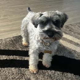Ivy - Miniature Schnauzer
