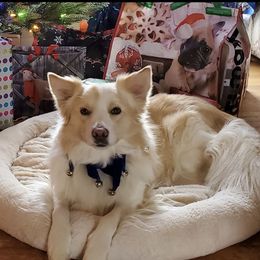 Mellow Yellow - Border Collie