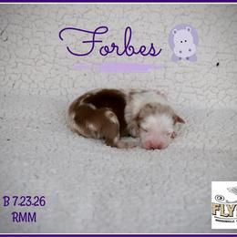 Forbes - Red merle male Miniature Australian Shepherd puppy in Madisonville, Texas from Flying LL Aussies