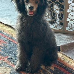Chip - Silver male Poodle puppy in Cabool, Missouri from Rafter B Farms