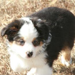Pixel - Black tri male Miniature Australian Shepherd puppy in Fairview, South Dakota from Dakota Toy Aussies