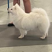 Stevie - American Eskimo Dog