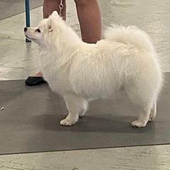 Stevie - American Eskimo Dog