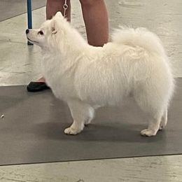 Stevie - American Eskimo Dog
