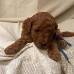 Boy 1 - Red  male Goldendoodle puppy in Sacramento, California from Golden doodles  Lovers