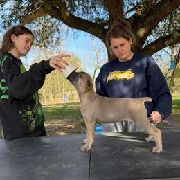 Tan - Gray and fawn female Cane Corso puppy in Opelousas, Louisiana from Azelees Cane Corso