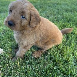 Goldendoodle Puppies from Maple Blossom Doodles