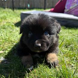 Pine - Black tri male Miniature Australian Shepherd puppy in Medical Lake, Washington from MAS Gone Rogue