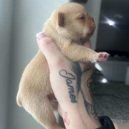 Gucci - Cream male French Bulldog puppy in Porter, Texas from Red Label Frenchies