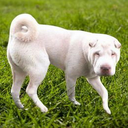 Cooper - Chinese Shar-Pei