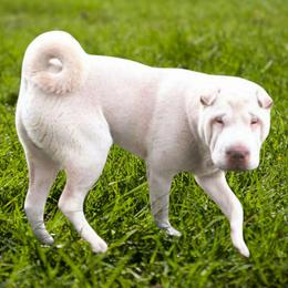 Cooper - Chinese Shar-Pei