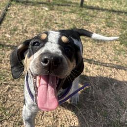 Belle - Blue ticked and tan female Bluetick Coonhound puppy in Mount Pleasant, Texas from Harmons Hounds