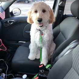 Goldendoodle Puppies from Plantation Puppies