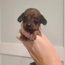 Junior Mint - Red male Dachshund puppy in Okeechobee, Florida from Far Far Away Dachshunds