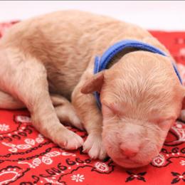 Blue - Apricot male Labradoodle puppy in Lexington Park, Maryland from SUNNY SIDE DOODLES
