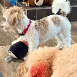Pixie - Parti female Poodle puppy in Tolono, Illinois from The Golden Rule Doodles