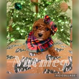 Nutmeg - Red female Cavapoo puppy in Chattanooga, Tennessee from Scenic City Doodles