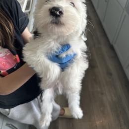 Mister Sir - Black and white male Sheepadoodle puppy in Colorado Springs, Colorado from Kings Doodles