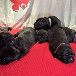 Cane Corso Puppies from Guardia Del Corpo