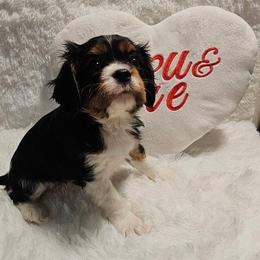 Gizmo - Tri-color male Cavalier King Charles Spaniel puppy in Rochelle, Illinois from Lakeview Cavaliers