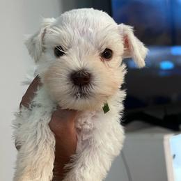 Boy- 4- green - White male Miniature Schnauzer puppy in Lehigh Acres, Florida from Regency Schnauzer