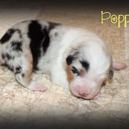 Poppy - Blue merle female Australian Shepherd puppy in Iota, Louisiana from C'est Bon Aussies Australian Shepherds