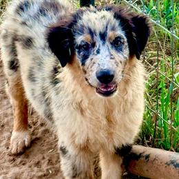 Atlas - Blue merle male Australian Shepherd puppy in Mineral Wells, Texas from A6 Australian Shepards