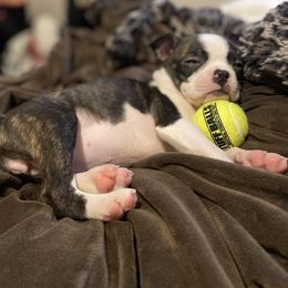 Boston Terrier Puppies from Christina's Boston Terriers