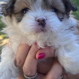 Companion Crosses and Shih Tzus from Pattie’s Precious Puppies