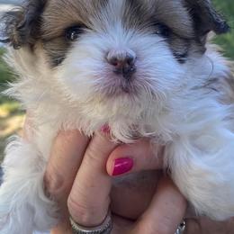 Companion Crosses and Shih Tzus from Pattie’s Precious Puppies