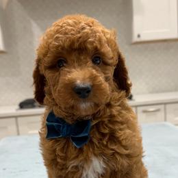 Arlo - Red  male Goldendoodle puppy in Herriman, Utah from Rose canyon doodles